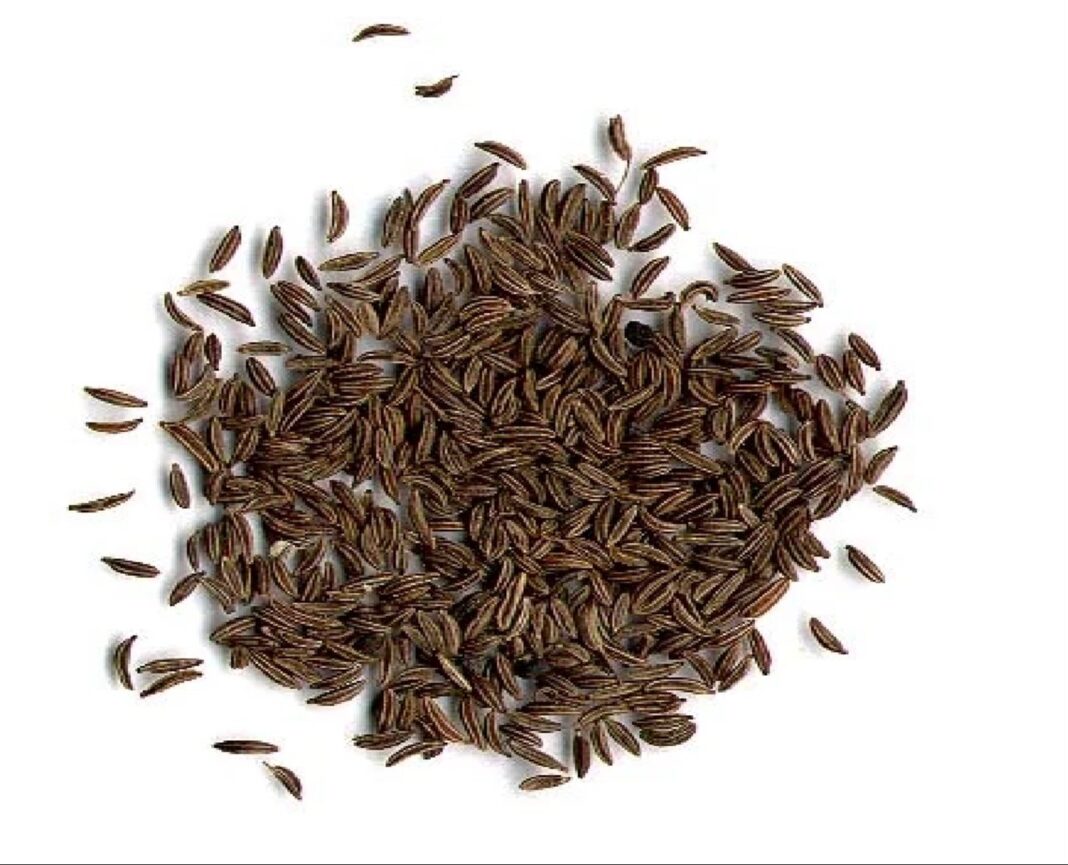 Carvi seeds